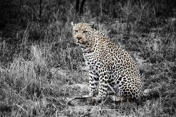 Leopard schwarz gold