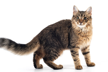 Pretty cat mixed breed on white background