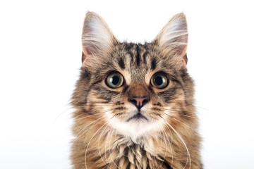 Pretty cat mixed breed on white background