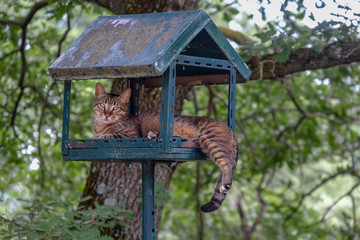 le chat dans la cabane a oiseaux