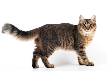 Pretty cat mixed breed on white background