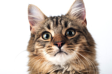 Pretty cat mixed breed on white background