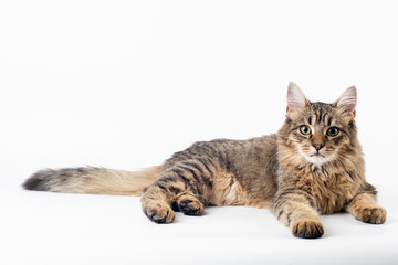 Pretty cat mixed breed on white background