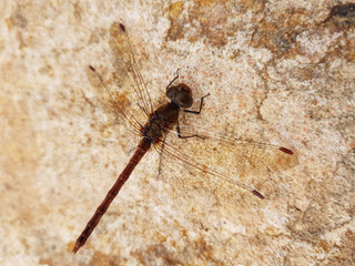 Libellula