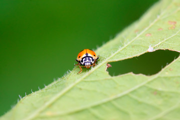 Fototapeta premium Ladybug on the grass