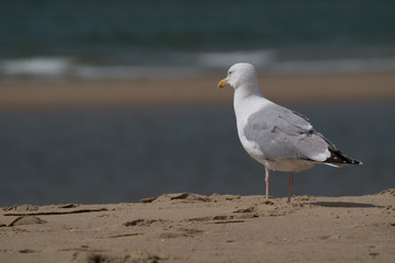 Fototapeta premium Möwe stehend am Strand Sand Hintergrund Meer Nordsee - Variante 2