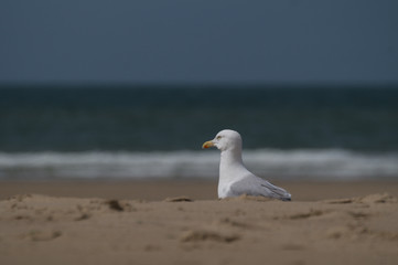 Möwe stehend am Strand Sand Hintergrund Meer Nordsee - Variante 1