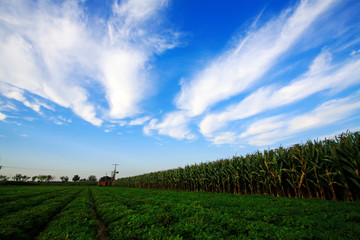 Fototapeta na wymiar blue sky white cloud and crops