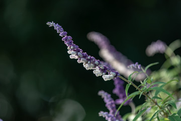 アメジストセージの花