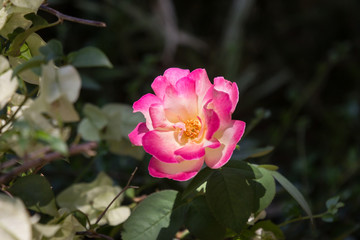 Fototapeta premium Pink rose flower in dark background