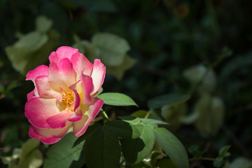 Pink  rose flower in dark background