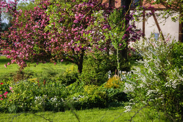 summer time in the garden - ornamental shrubs with flowers, a bed with different plants and a flowering decorative apple tree with dark pink flowers;
