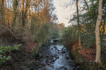 A cold Tree Lined Riverbank in Scotlands Winter.