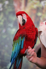 The scarlet macaw (Ara macao) in large red, yellow, and blue Central and South American parrot, resting on the hand of his mistress. It is native to tropical and Central America. 
