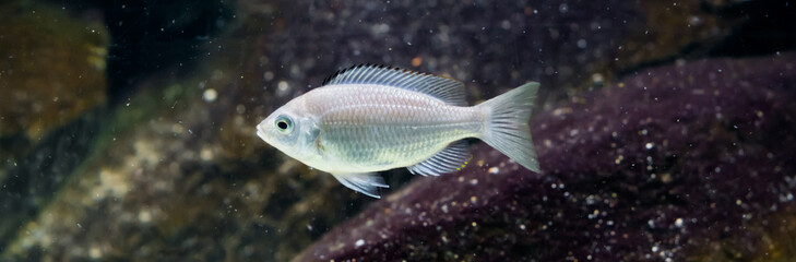 red cap juvenile cichlid fish in bright and shiny silver color, a tropical aquarium pet from lake Malawi.