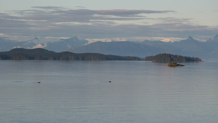 Humpback Whales in Alaska's Inside Passage in late afternoon light with snow-capped mountains in the background.