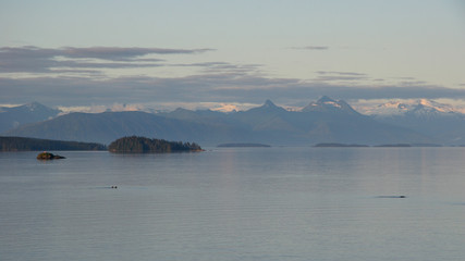 Humpback Whales in Alaska's Inside Passage in late afternoon light with snow-capped mountains in the background.