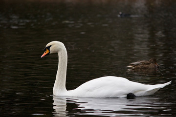 White wild swan flew to White Lake in Gatchina Park in the fall. Russia