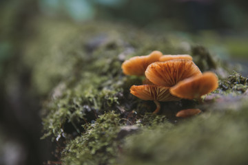 mushroom in forest
