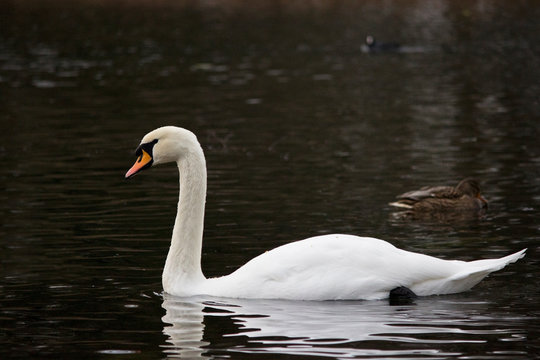 White wild swan flew to White Lake in Gatchina Park in the fall. Russia