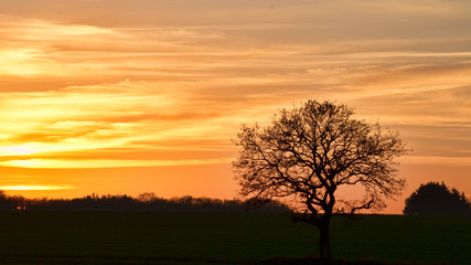 Fototapeta na wymiar Sunset in the Field
