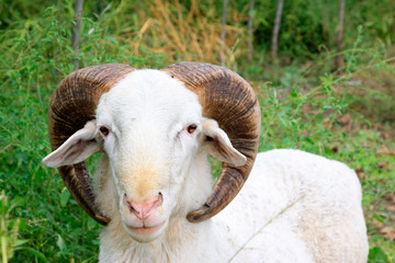 Ram head features