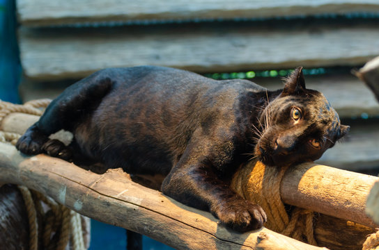black Panthera pardus,Black Leopard