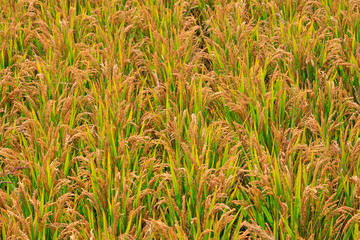 Fototapeta premium Mature rice