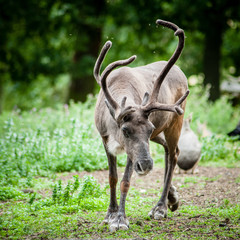 stag in woods