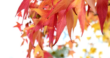 Herbstzeit, Laubbaum, Laubfärbung