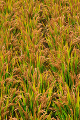 Fototapeta premium Mature rice