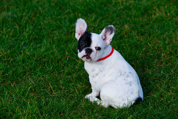 Dog breed French Bulldog