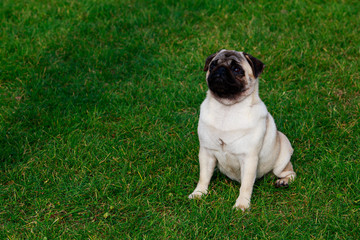 pug dog breed