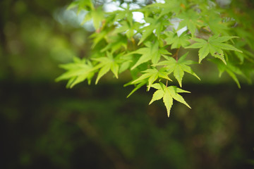 Fototapeta na wymiar tree's leaf in kyoto japan