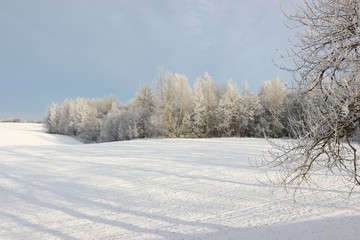 Fototapeta na wymiar Деревья в снегу, зима , снег, лес зимой