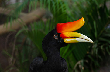Rhinoceros hornbill (Buceros rhinoceros)