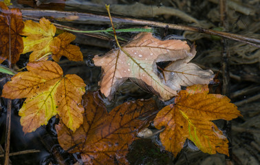 Leaves