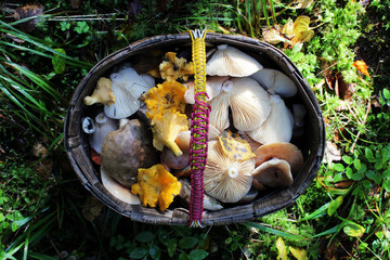 Delicious freshly picked wild mushrooms from the local forest: mushrooms in a wicker basket for salting.