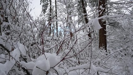 Snowy landscape forest