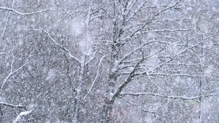 snowfall in winter forest