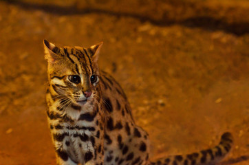 Leopard cat(Prionailurus bengalensis)