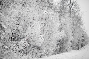 there is a lot of snow on the branches of trees