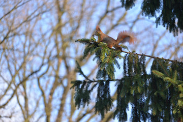 Red Squirrel (Sciulus Vulgaris) Prepares to Jump to Another Tree.