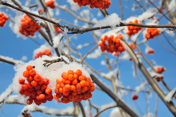 Ripe clusters of red Viburnum on the branches of a tree under the snow.