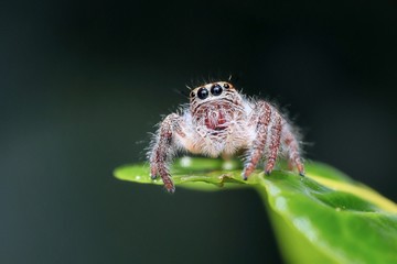 Spider cute face 