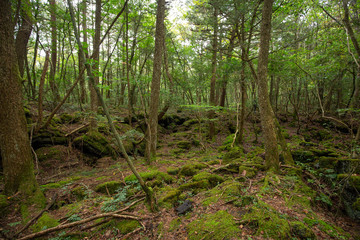 jukai is the sea of tree in japan
