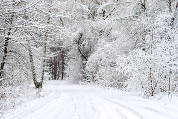 Winter landscape - wonderland winter forest with deciduous winter trees covered with snow. winter road in the forest