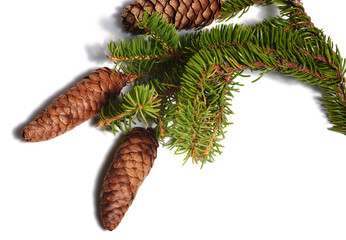 branch of fir tree with strobiles on white background, isolated