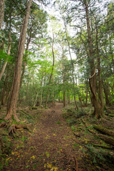 jukai is the sea of tree in japan