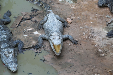 Big crocodiles lying on ground